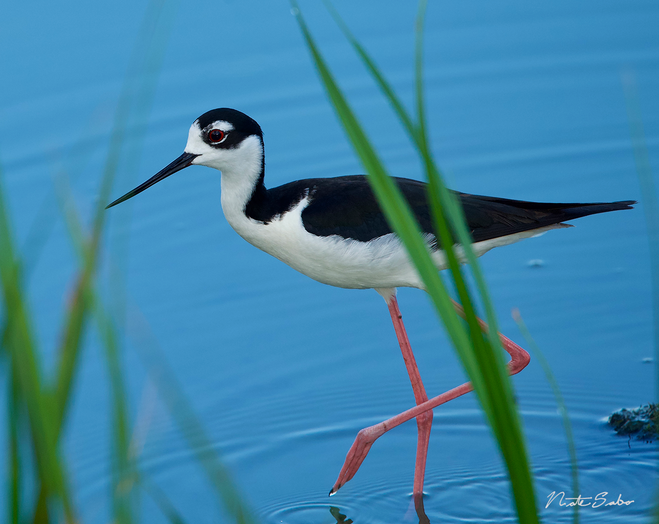 Black-Necked Stilt