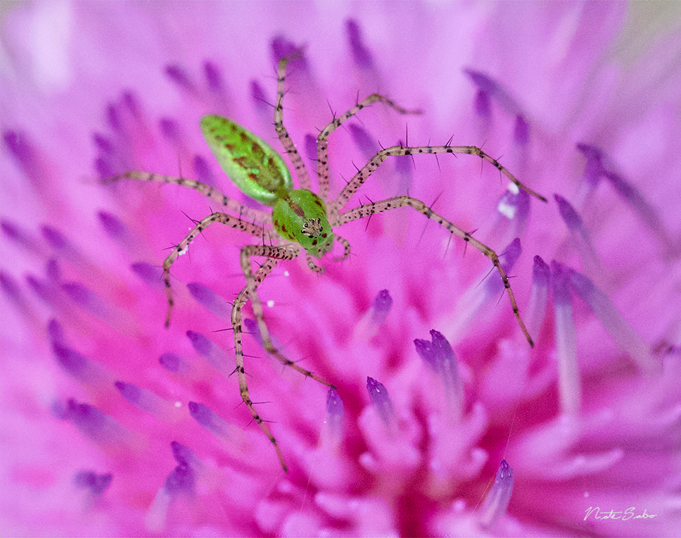 Green Lynx