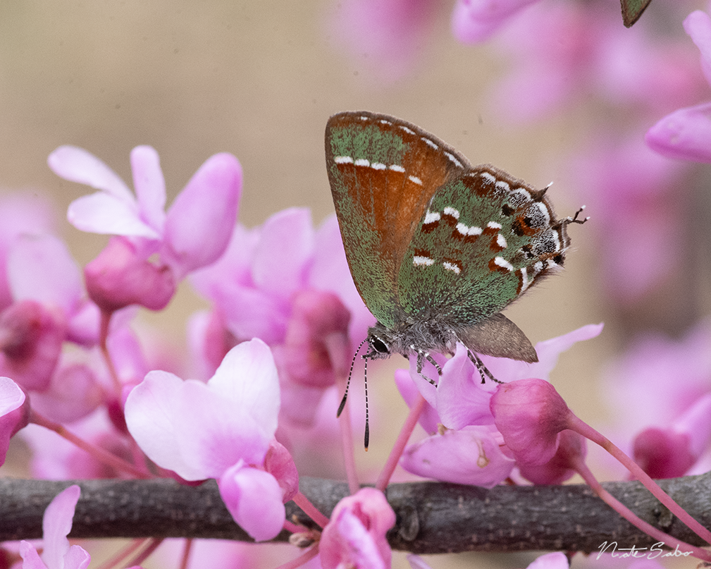 Juniper Hairstreak