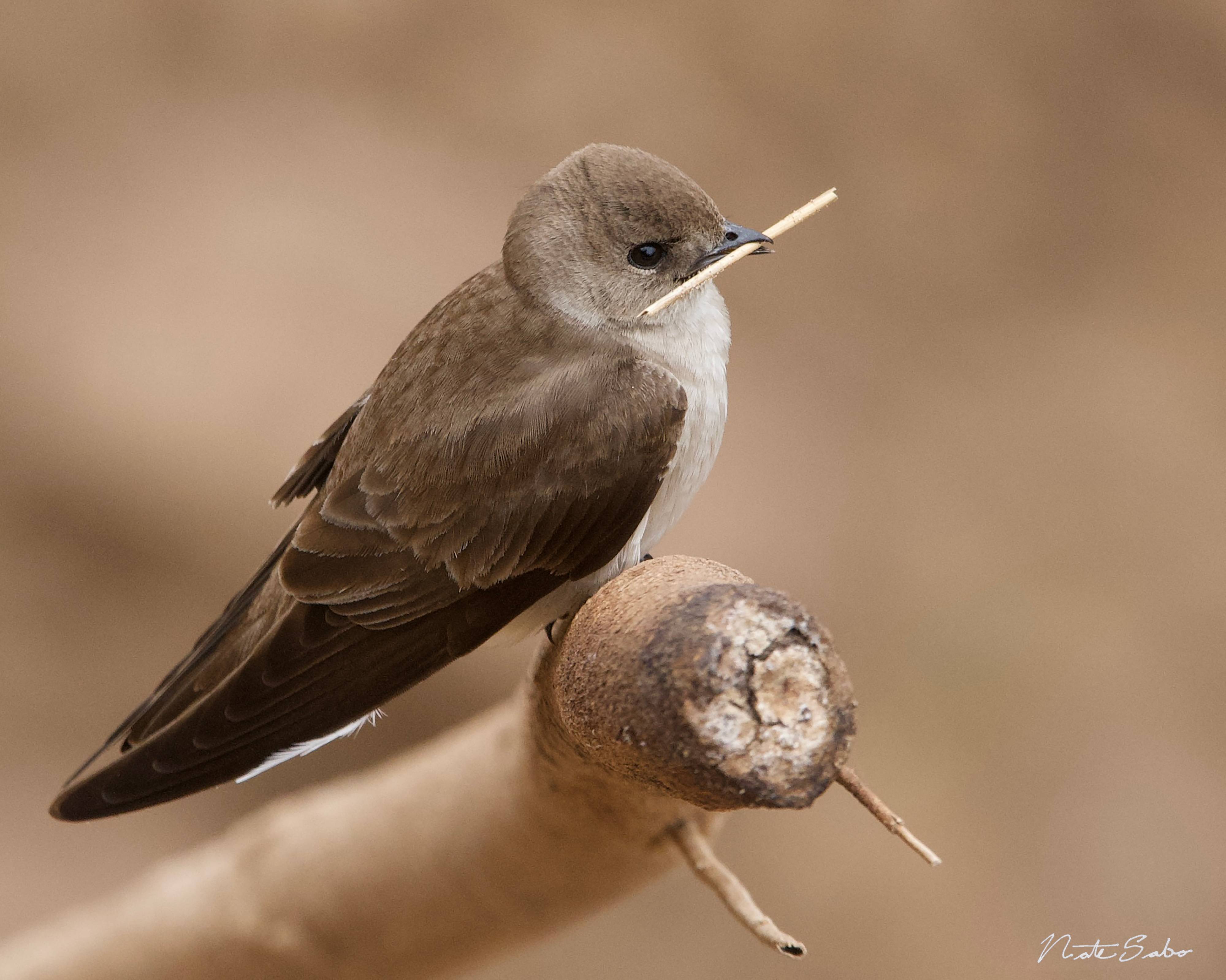 Northern Swallow